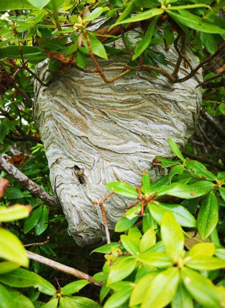 Wasp-Nest-in-Your-Garden