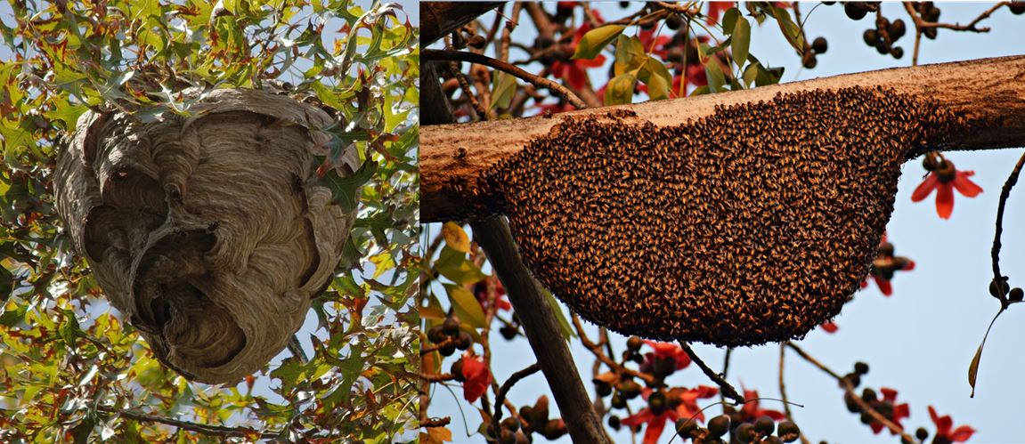wasp nest vs beehive