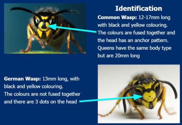 common wasp vs german wasp 2