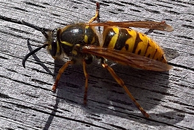 queen wasp resting the wasp specialist dublin