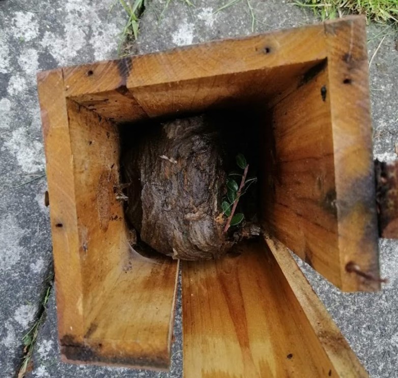 wasp nest in a bird house