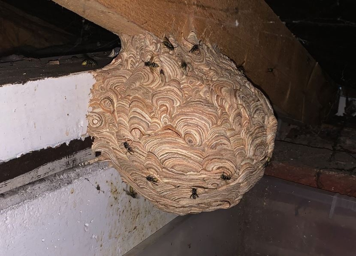 Large Wasp Nest in Attic