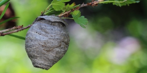 How to remove a wasp nest?