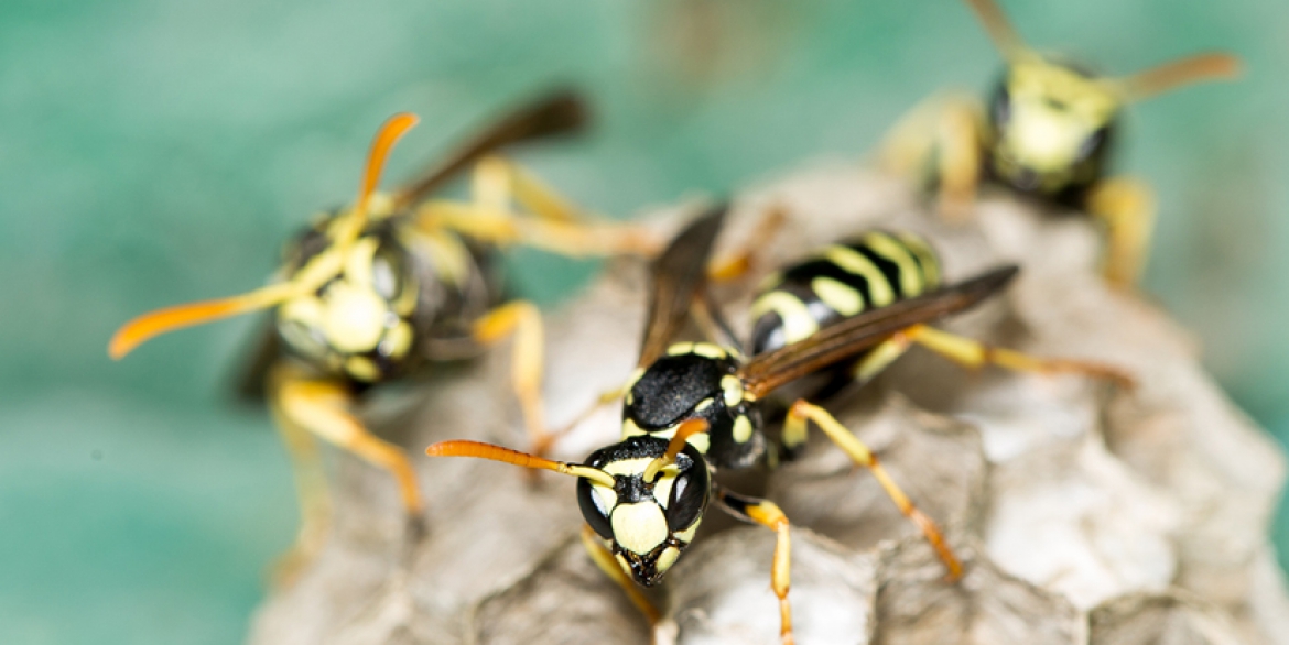 Frequently Asked Questions about Wasps and Hornets