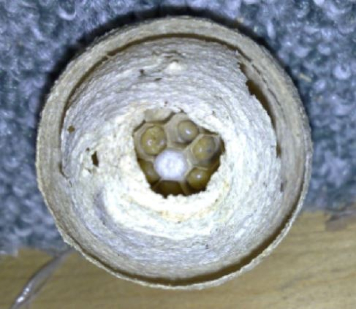 Small wasp nest made by the queen only