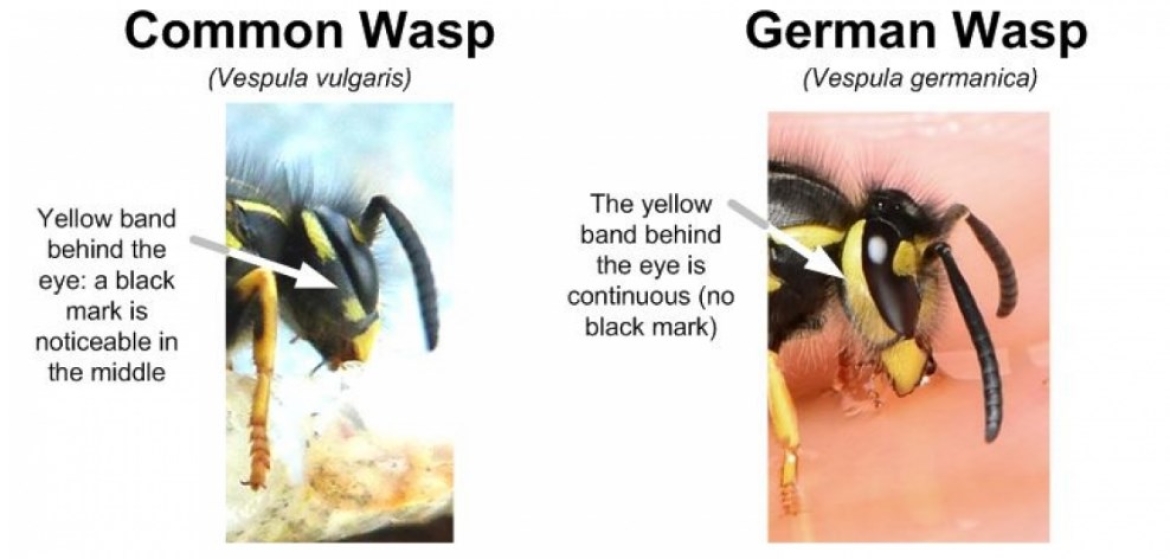 German Wasp vs Common Wasp in Ireland