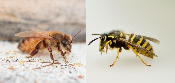 What is the Difference Between Wasps and Bees?