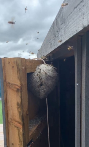 wasp nest on shed door