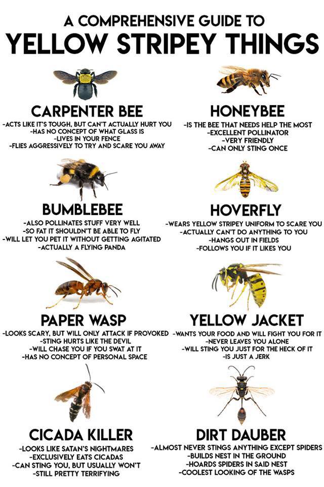 honeybee vs bumblebee wasp hoverfly carpenter bee paper wasp