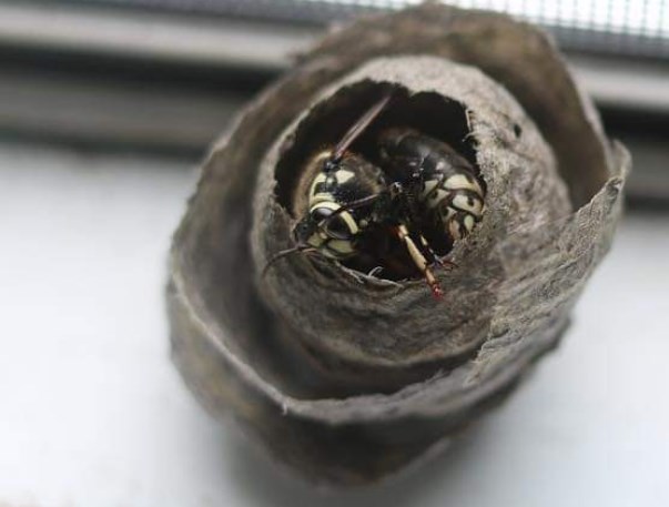 queen german wasp building nest