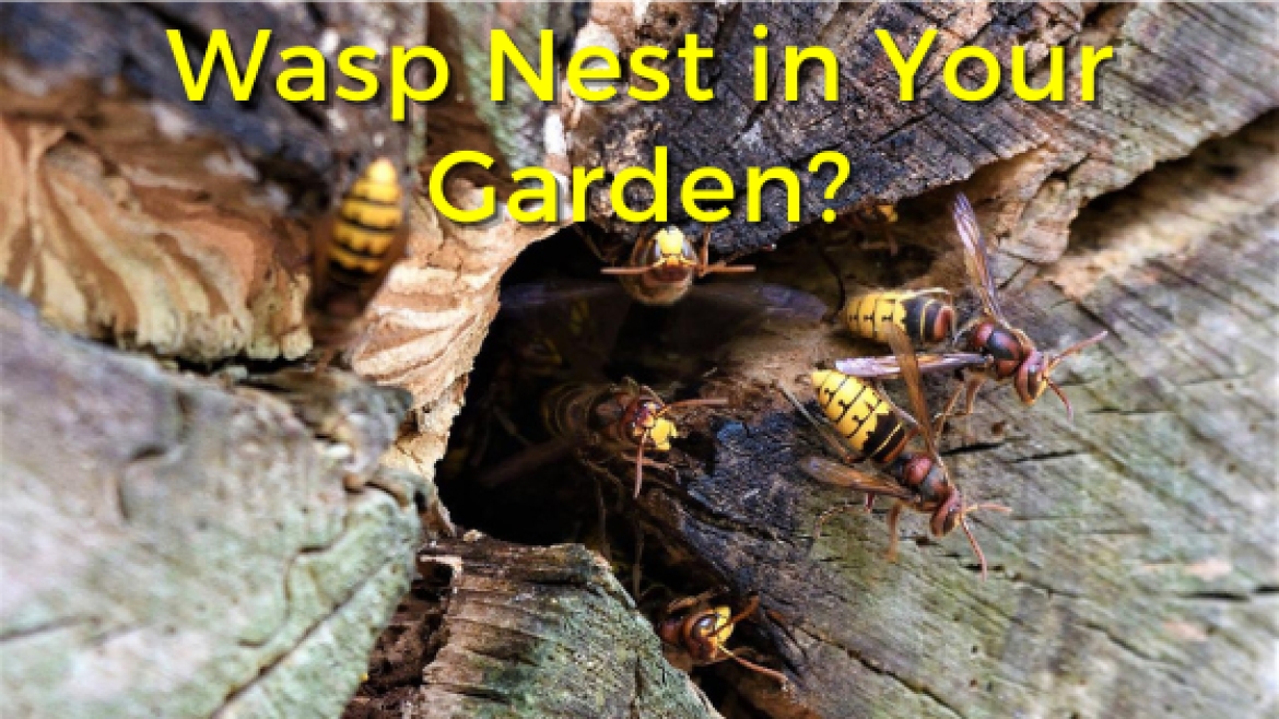 Wasp Nest in Your Garden banner