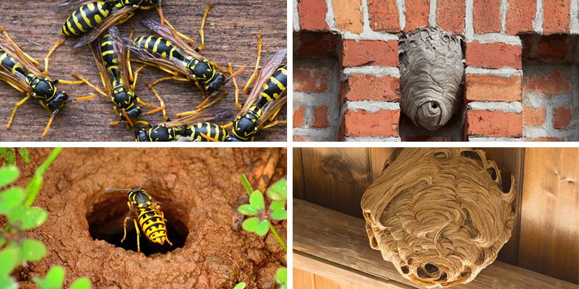 wasp-nest-example-images